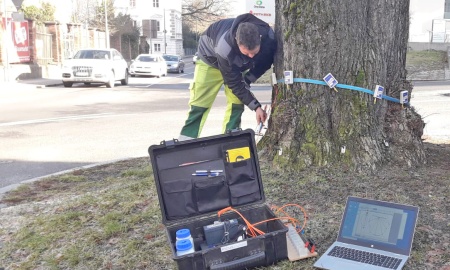 Baumpflegearbeiten der Stadt Passau am Kapuzinerplatz
