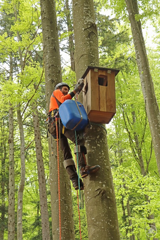 Ein Baumkletterer in orangener Schutzkleidung und Helm sichert sich mit Seilen und holt vorsichtig einen Jungvogel aus einem Nistkasten in einem Laubwald.