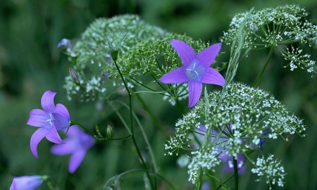 Bergwiesen - schöner Lebensraum!