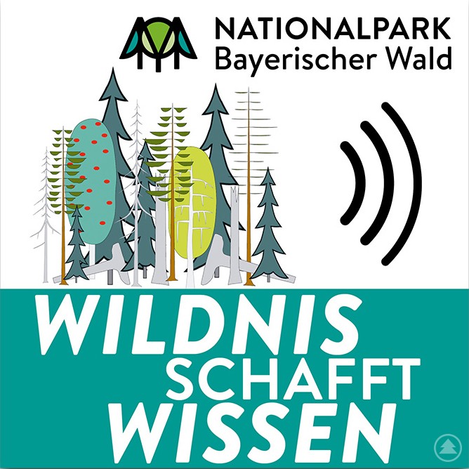 Jeden Monat erscheint eine neue „Wildnis schafft Wissen“-Folge zu einem jeweils anderen Forschungsthema aus dem Nationalpark. Grafik mit dem Logo des Nationalparks Bayerischer Wald, stilisierten Bäumen und dem Schriftzug Wildnis schafft Wissen sowie einem Symbol für Audio oder Podcast.