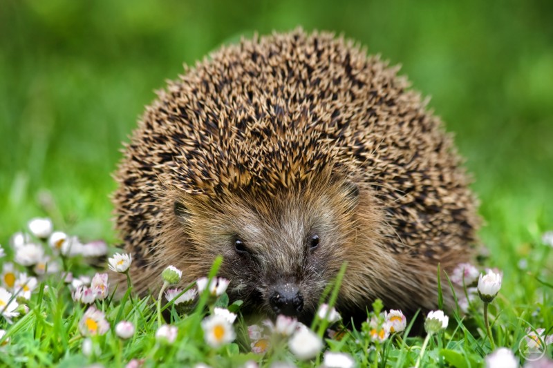 Igel sind besonders gefährdet durch Mähroboter, da sie sich bei Gefahr einrollen statt zu flüchten. Ein Igel läuft durch eine Wiese mit kleinen weißen Blumen und schaut direkt in die Kamera.