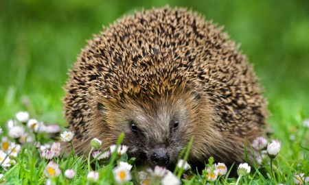 Naturschutz und Technik: Neues Projekt soll Igel vor M&auml;hrobotern sch&uuml;tzen