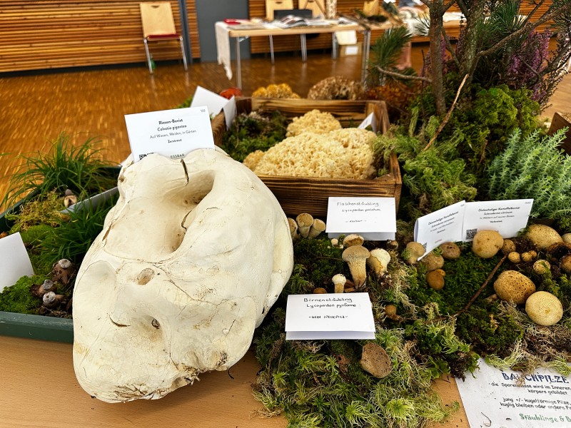 Zwei Tage wurden in der Arberlandhalle hunderte frische Baum-, Speise- und Giftpilze ausgestellt.