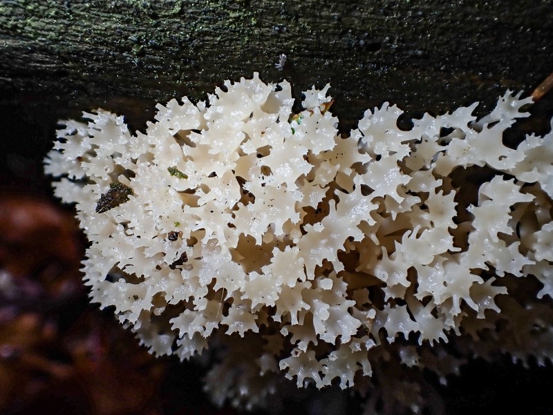 Die Becherkoralle (Artomyces pyxidatus) wurde 2023 erstmals im Nationalpark bei Guglöd entdeckt. Nahaufnahme einer weißlichen, korallenartig verzweigten Pilzstruktur, die an einem Stück Holz wächst. Die zarten, gezackten Spitzen wirken fast wie kleine Ästchen und leuchten kontrastreich vor dem dunklen Hintergrund.