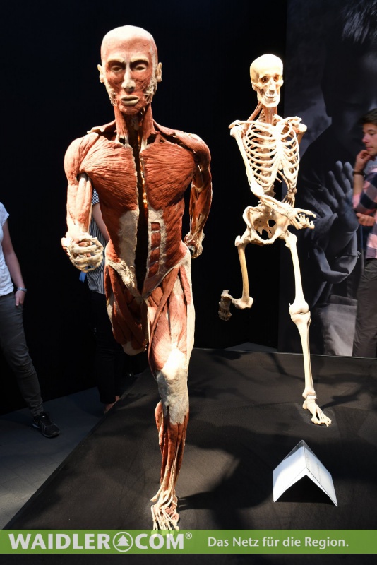 Flyer/Grafik zum Event: Körperwelten Regensburg am Fr., 16.02.2018 - So., 13.05.2018