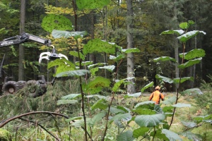 Anschubhilfe für seltene Grau-Erlen