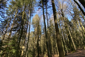 Achtsam durch die Natur – eine kurze Anleitung für mehr Freude im Alltag