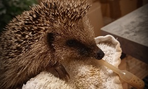 Tierrettung – Ein Herzensprojekt