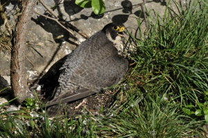 Wanderfalken brüten im Höllbachgespreng
