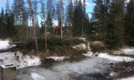 Mehr Lebensraum für Kröte, Waldeidechse und Co