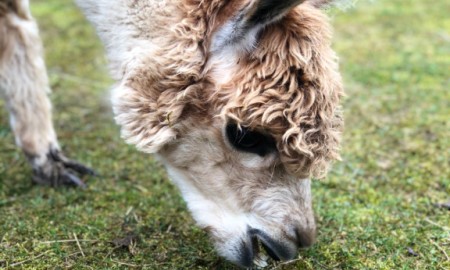 Tiergestützte Intervention - Mehr als nur ein Trend