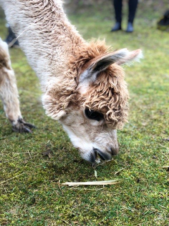 Besonders beliebt in der TGI: Alpakas
