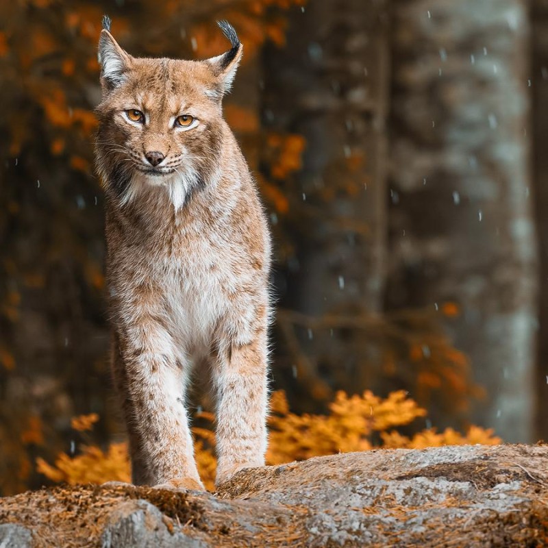 Flyer/Grafik zum Event: Zu Wildpferd, Wolf und Luchs am Mi., 16.07.2025 - So., 09.11.2025