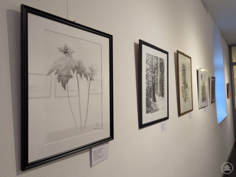 Vorne: Japanische Anemone - Babette Leitgeb Schwarz gerahmte Tuschezeichnungen der Kunstausstellung