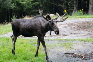 Frohe Erwartungen: Elche im Bayerwald