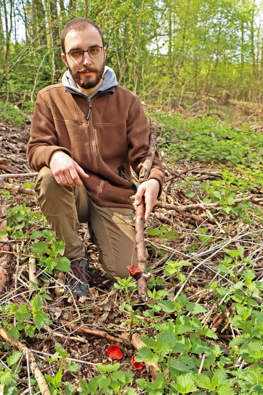 Andreas Denzel entdeckte die markant leuchtenden Fruchtkörper in einem ursprünglichen Habitat mit viel Laubtotholz.