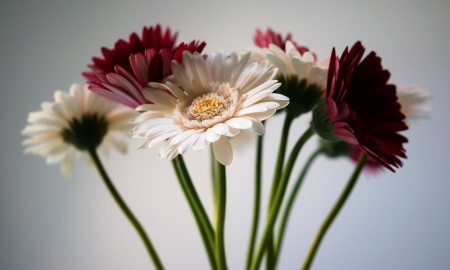 Ungew&ouml;hnliche Gr&uuml;nde, um Blumen zu verschicken