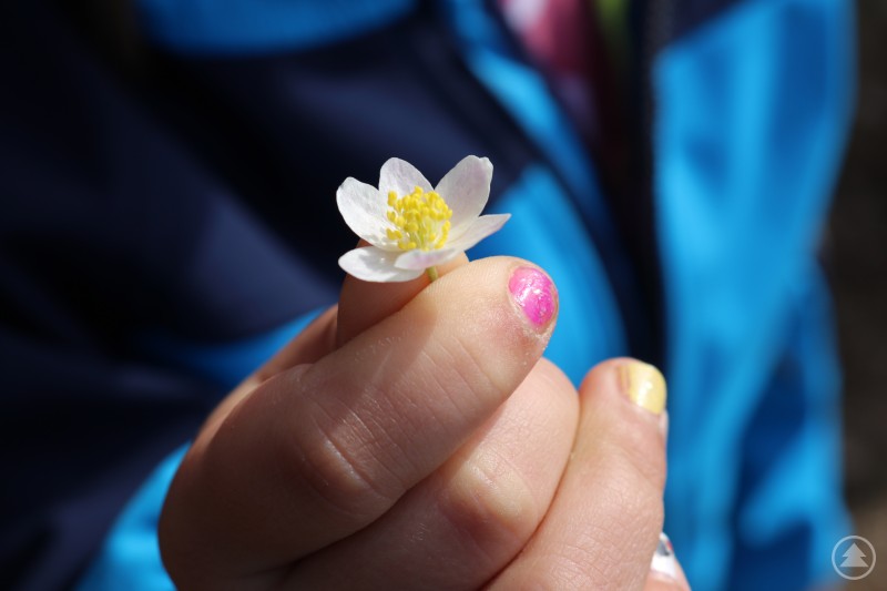 In den Osterferien lassen sich zahlreiche farbenfrohe Frühlingsboten im Nationalpark entdecken. Auf dem Bild ist die Hand eines Kindes zu sehen, das eine zarte weiße Frühlingsblume mit gelben Staubblättern vorsichtig zwischen Daumen und Zeigefinger hält. Die Fingernägel des Kindes sind bunt lackiert, im Hintergrund ist eine blau-schwarze Jacke zu erkennen. Das Bild vermittelt Frühling, Neugierde und die Freude an der Natur.