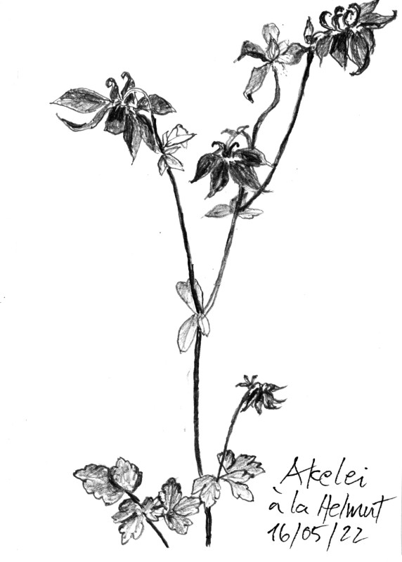 Akelei Kohlezeichnung einer Akelei mit Blüten und Blättern, fein schattiert.