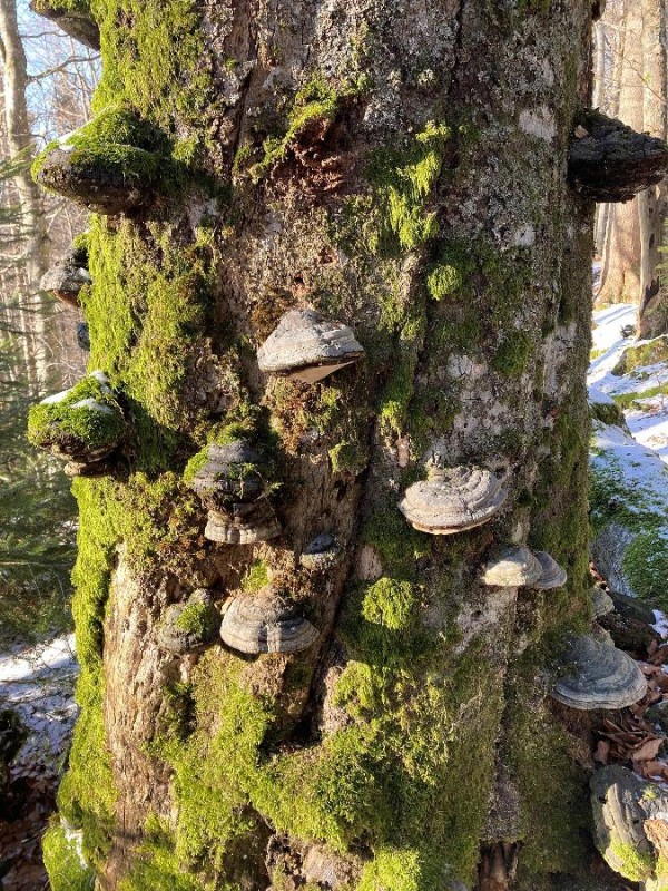 Flyer/Grafik zum Event: Urwaldspaziergang am Do., 06.11.2025 von 10:30 bis 13:00 Uhr